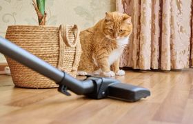 Cleaning house with vacuum cleaner, vacuum cleaner brush with pet cat