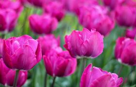 Dove vedere le fioriture di tulipani