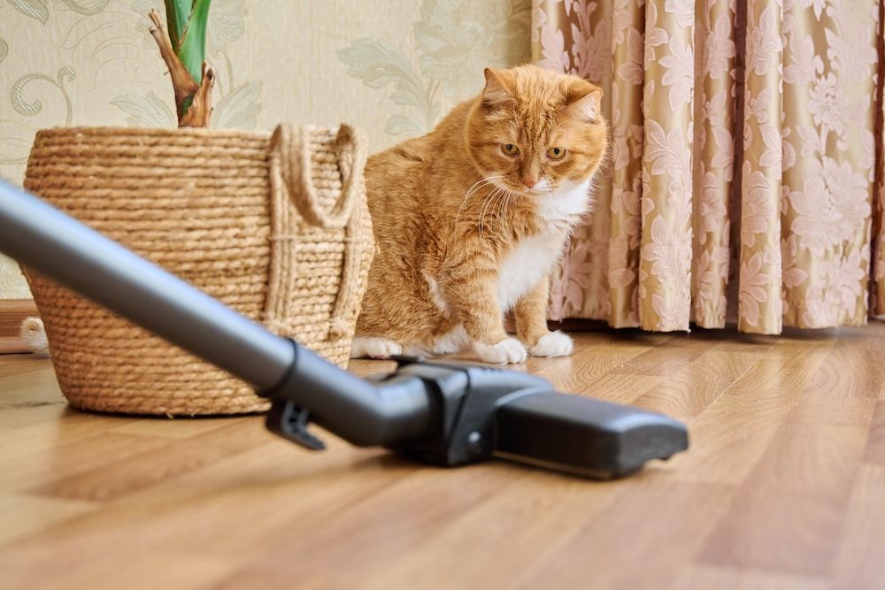 Cleaning house with vacuum cleaner, vacuum cleaner brush with pet red ginger cat. Cleaning, purity, housework, dust, animal, fluff allergy concept